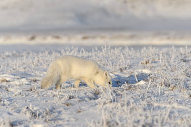 Kışın tundrada vahşi kutup tilkisi (Vulpes Lagopus). Beyaz kutup tilkisi.