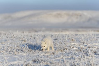 Kışın tundrada vahşi kutup tilkisi (Vulpes Lagopus). Beyaz kutup tilkisi.