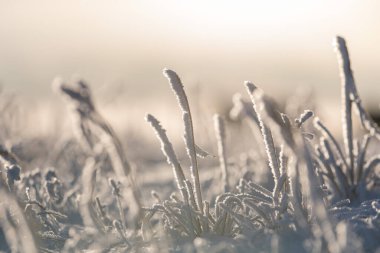 Kış zamanı kutup manzarası. Tundrada buzlu otlar.
