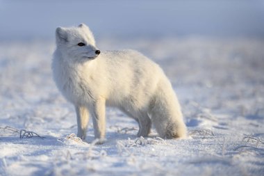 Kışın tundrada vahşi kutup tilkisi (Vulpes Lagopus). Beyaz kutup tilkisi yaklaş.