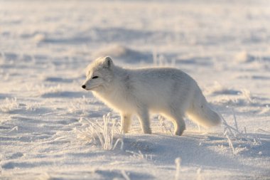 Kışın tundrada vahşi kutup tilkisi (Vulpes Lagopus). Beyaz kutup tilkisi.