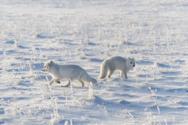 Wilde Tundra 'da iki kutup tilkisi (Vulpes Lagopus). Kutup tilkisi oynuyor.