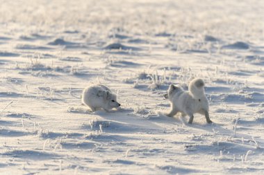Wilde Tundra 'da iki kutup tilkisi (Vulpes Lagopus). Kutup tilkisi oynuyor.