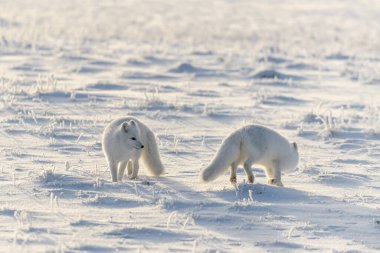 Wilde Tundra 'da iki kutup tilkisi (Vulpes Lagopus). Kutup tilkisi oynuyor.