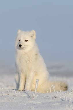 Kışın tundrada vahşi kutup tilkisi (Vulpes Lagopus). Beyaz kutup tilkisi oturuyor.