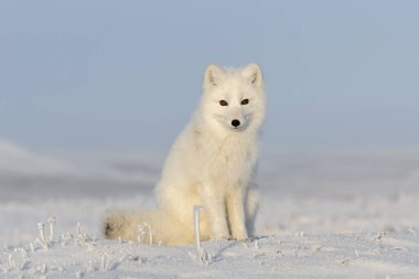 Kışın tundrada vahşi kutup tilkisi (Vulpes Lagopus). Beyaz kutup tilkisi oturuyor.