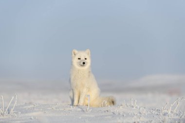 Kışın tundrada vahşi kutup tilkisi (Vulpes Lagopus). Beyaz kutup tilkisi oturuyor.