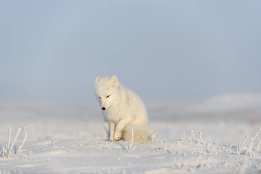 Kışın tundrada vahşi kutup tilkisi (Vulpes Lagopus). Beyaz kutup tilkisi oturuyor.