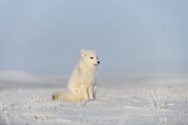 Kışın tundrada vahşi kutup tilkisi (Vulpes Lagopus). Beyaz kutup tilkisi oturuyor.