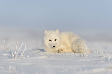 Kışın tundrada vahşi kutup tilkisi (Vulpes Lagopus). Beyaz kutup tilkisi yalan söylüyor. Tundra 'da uyumak.