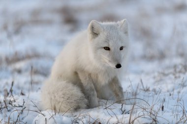 Tundra 'da kış zamanı vahşi kutup tilkisi (Vulpes Lagopus).
