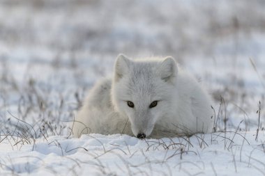 Kışın tundrada vahşi kutup tilkisi (Vulpes Lagopus). Beyaz kutup tilkisi yalan söylüyor.