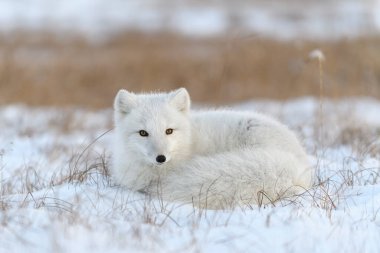 Sibirya tundrasında kışın kutup tilkisi.
