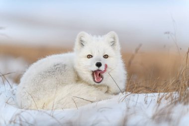 Kışın tundrada vahşi kutup tilkisi (Vulpes Lagopus). Beyaz kutup tilkisi esniyor.