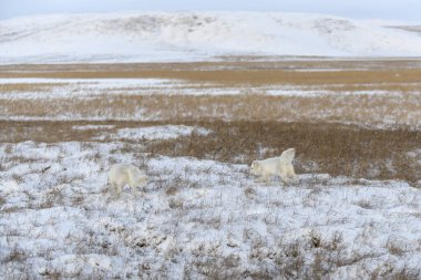 Wilde Tundra 'da iki genç kutup tilkisi (Vulpes Lagopus). Kutup tilkisi oynuyor.