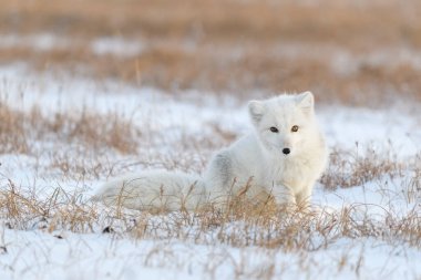 Sibirya tundrasında kışın kutup tilkisi.