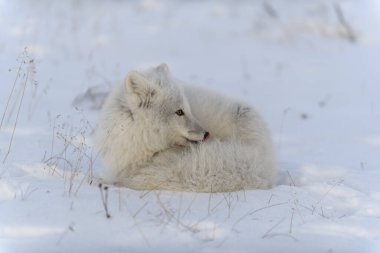 Tundra 'da vahşi kutup tilkisi. Kutup tilkisi yalan söylüyor. Tundra 'da uyumak.