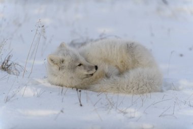 Tundra 'da vahşi kutup tilkisi. Kutup tilkisi yalan söylüyor. Tundra 'da uyumak.