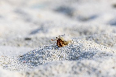 Kumsalda keşiş yengeci. Seçici odaklanma. Kapat..