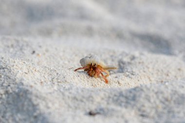 Kumsalda keşiş yengeci. Seçici odaklanma. Kapat..