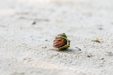 Kumsalda keşiş yengeci. Seçici odaklanma. Kapat..