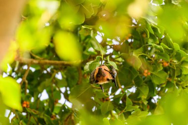 Maldivler adasında uçan tilki. Meyve yarasası uçuyor. Gri başlı Uçan Tilki (Pteropus poliocephalus).