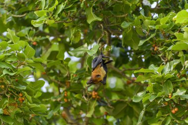 Maldivler adasında uçan tilki. Meyve yarasası uçuyor. Gri başlı Uçan Tilki (Pteropus poliocephalus).