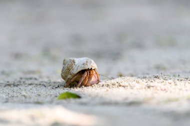 Kumsalda keşiş yengeci. Seçici odaklanma. Kapat..