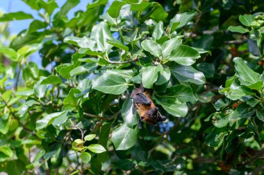 Maldivler adasında uçan tilki. Meyve yarasası uçuyor. Gri başlı Uçan Tilki (Pteropus poliocephalus).