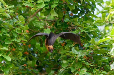 Maldivler adasında uçan tilki. Meyve yarasası uçuyor. Gri başlı Uçan Tilki (Pteropus poliocephalus).