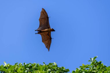 Maldivler adasında uçan tilki. Meyve yarasası uçuyor. Gri başlı Uçan Tilki (Pteropus poliocephalus).