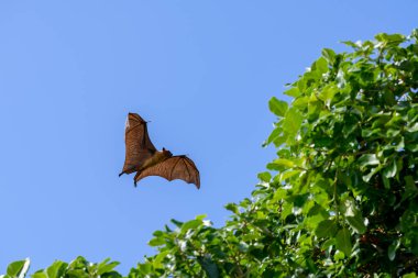 Maldivler adasında uçan tilki. Meyve yarasası uçuyor. Gri başlı Uçan Tilki (Pteropus poliocephalus).