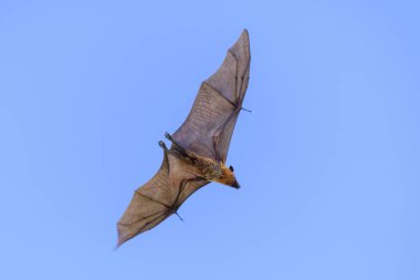 Maldivler adasında uçan tilki. Meyve yarasası uçuyor. Gri başlı Uçan Tilki (Pteropus poliocephalus).