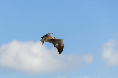 Maldivler adasında uçan tilki. Meyve yarasası uçuyor. Gri başlı Uçan Tilki (Pteropus poliocephalus).