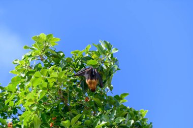 Maldivler adasında uçan tilki. Meyve yarasası uçuyor. Gri başlı Uçan Tilki (Pteropus poliocephalus).