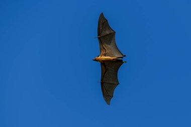 Maldivler adasında uçan tilki. Meyve yarasası uçuyor. Gri başlı Uçan Tilki (Pteropus poliocephalus).