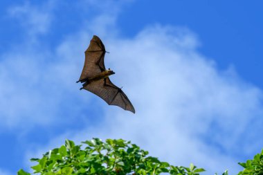 Maldivler adasında uçan tilki. Meyve yarasası uçuyor. Gri başlı Uçan Tilki (Pteropus poliocephalus).