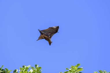 Maldivler adasında uçan tilki. Meyve yarasası uçuyor. Gri başlı Uçan Tilki (Pteropus poliocephalus).