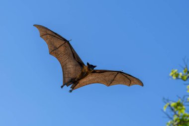 Maldivler adasında uçan tilki. Meyve yarasası uçuyor. Gri başlı Uçan Tilki (Pteropus poliocephalus).