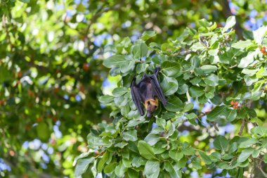 Maldivler adasında uçan tilki. Meyve yarasası uçuyor. Gri başlı Uçan Tilki (Pteropus poliocephalus).