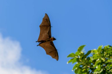 Maldivler adasında uçan tilki. Meyve yarasası uçuyor. Gri başlı Uçan Tilki (Pteropus poliocephalus).