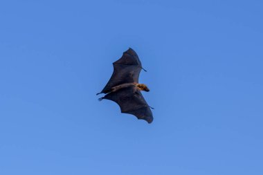 Maldivler adasında uçan tilki. Meyve yarasası uçuyor. Gri başlı Uçan Tilki (Pteropus poliocephalus).