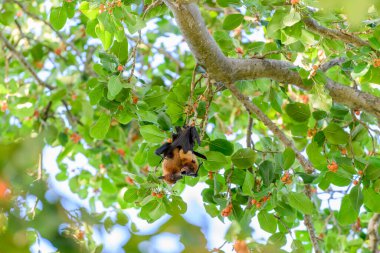 Maldivler adasında uçan tilki. Meyve yarasası uçuyor. Gri başlı Uçan Tilki (Pteropus poliocephalus).