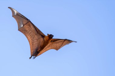 Maldivler adasında uçan tilki. Meyve yarasası uçuyor. Gri başlı Uçan Tilki (Pteropus poliocephalus).