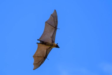 Maldivler adasında uçan tilki. Meyve yarasası uçuyor. Gri başlı Uçan Tilki (Pteropus poliocephalus).