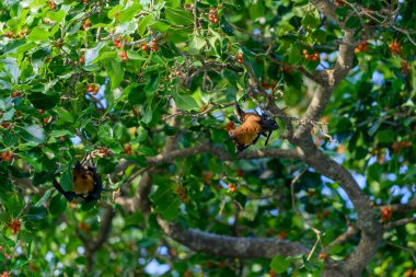 Flying Fox on Maldives island. Fruit bat flying. Gray-headed Flying Fox (Pteropus poliocephalus). clipart