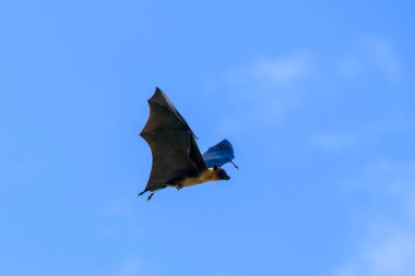 Maldivler adasında uçan tilki. Meyve yarasası uçuyor. Gri başlı Uçan Tilki (Pteropus poliocephalus).