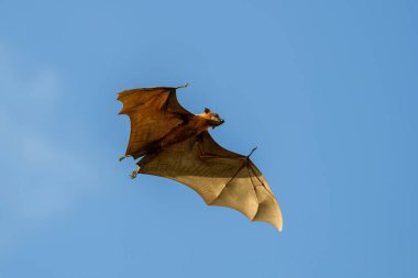 Maldivler adasında uçan tilki. Meyve yarasası uçuyor. Gri başlı Uçan Tilki (Pteropus poliocephalus).