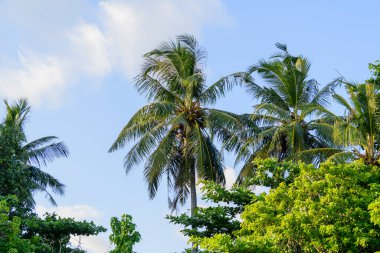 Hindistan cevizi palmiyesi ve tropikal ormanda hindistan cevizi..