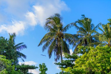 Hindistan cevizi palmiyesi ve tropikal ormanda hindistan cevizi..